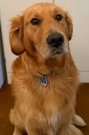 Buerohund-Berni